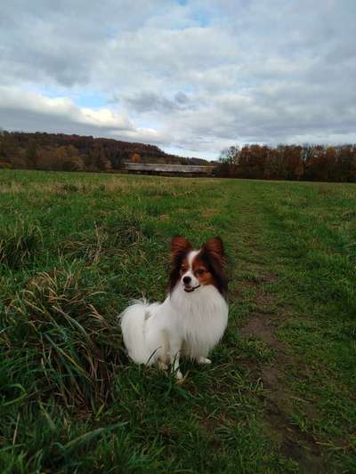 Wo sind die Papillon Besitzer?-Beitrag-Bild