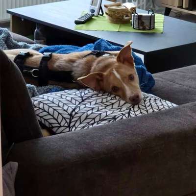 Hundetreffen-Sozialisierung-Bild