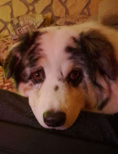 Dogorama Photo Challenge - Hundeblick zum hinschmelzen-Beitrag-Bild