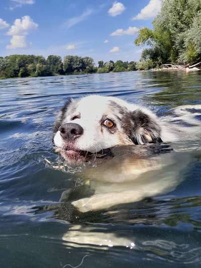 Sicheres Schwimmen mit Hund - Eure Erfahrungen und Tipps-Beitrag-Bild