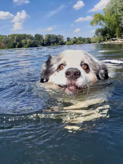 Sicheres Schwimmen mit Hund - Eure Erfahrungen und Tipps-Beitrag-Bild