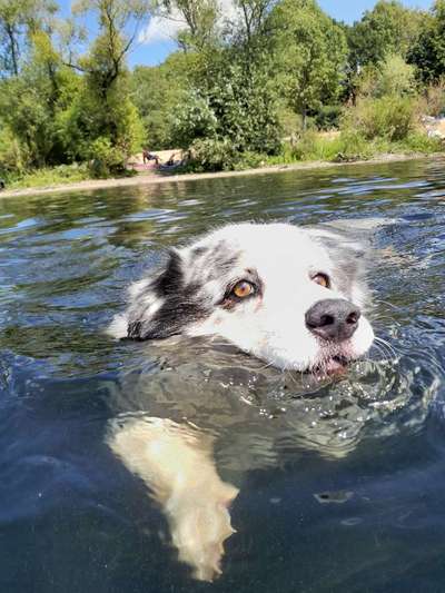 Sicheres Schwimmen mit Hund - Eure Erfahrungen und Tipps-Beitrag-Bild