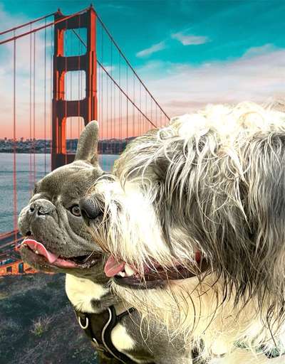 Photomontagen mit Hund-Beitrag-Bild