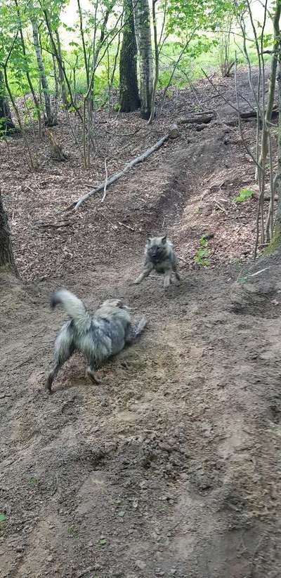 Die Dogorama Wochen Challenge-Beitrag-Bild