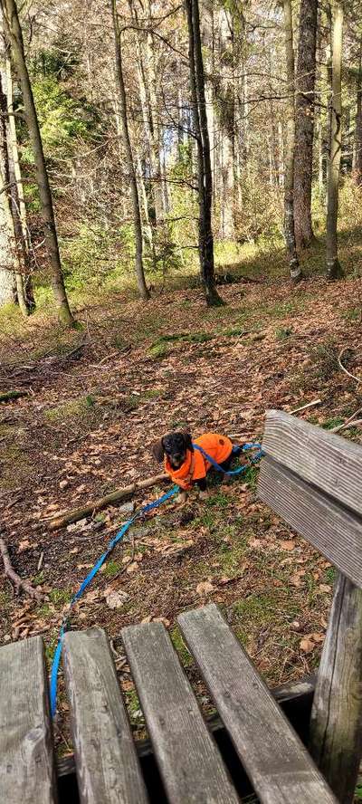 Hundetreffen-Spiel-treffen mit Douglas dem Zwergdacken-Bild