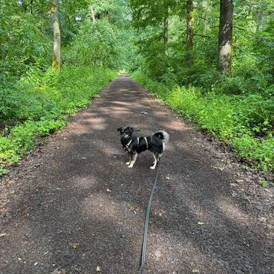 Hundetreffen-Social Walk Buseck und Umgebung-Bild
