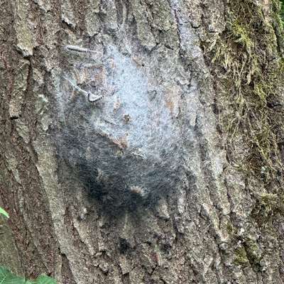 Giftköder-Eichenprozessionsspinner am Baum-Bild
