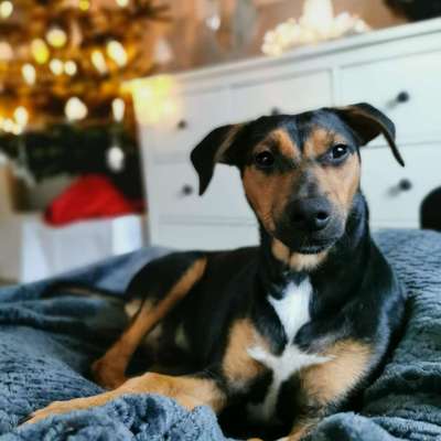 Welche Hunderasse-Beitrag-Bild