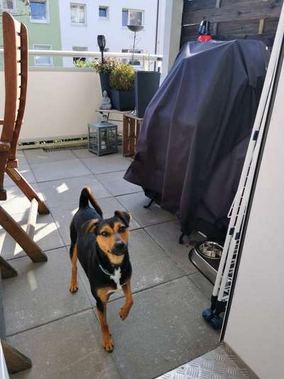 Wo sind die Zwergpinscher?-Beitrag-Bild