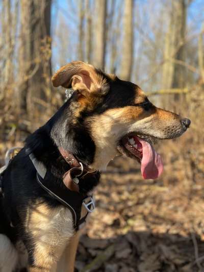 Wald Bild-Beitrag-Bild