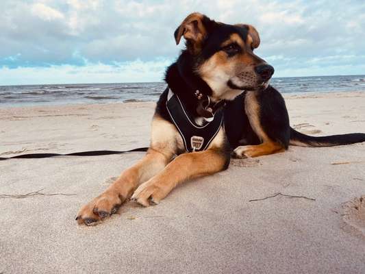 Dogorama Photo Challenge - Der Frühling kommt-Beitrag-Bild