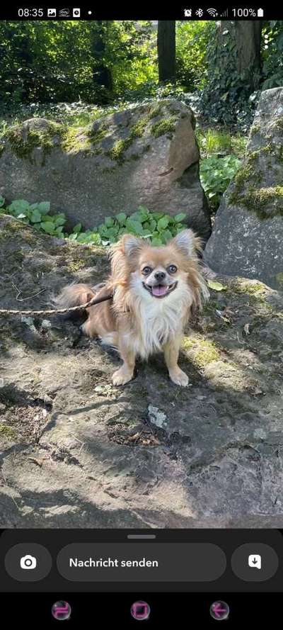 Hundetreffen-Gassirunde auf der furth-Bild