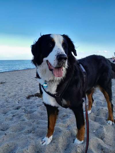 Schweizer Sennenhunde-Beitrag-Bild