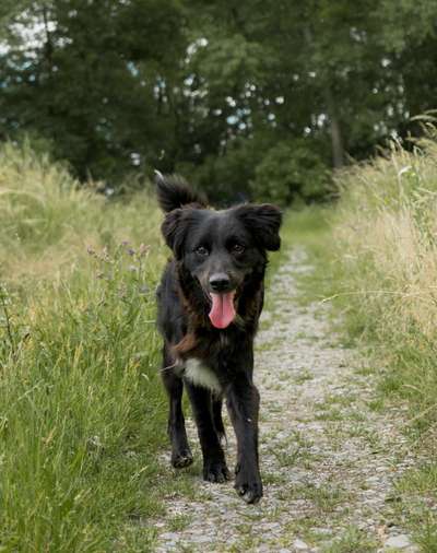 Hundetreffen-Regelmäßiger Gassipartner gesucht 🐶-Bild