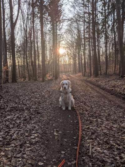 Fotochallenge No. 26                                     Wald und Wiese-Beitrag-Bild