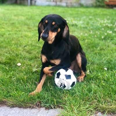 Hundetreffen-Spielkamerad gesucht-Bild