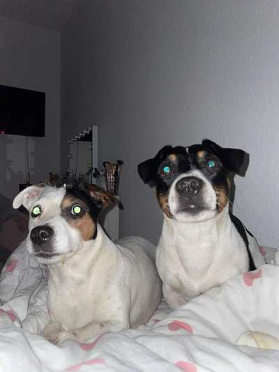 Spitzname(n) Deines Hundes-Beitrag-Bild