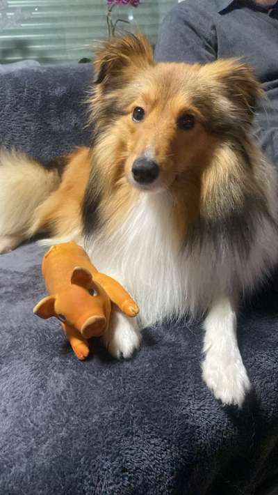 Shelties-Beitrag-Bild