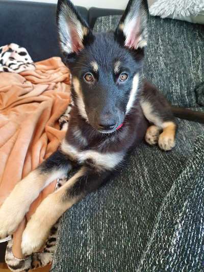 Welpen Bilder !-Beitrag-Bild