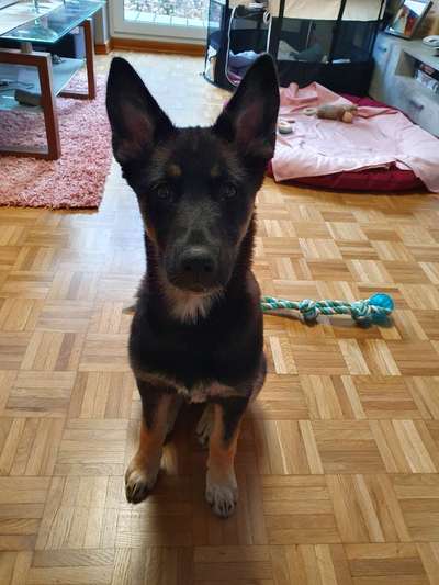 Schäferhund-Fans?-Beitrag-Bild