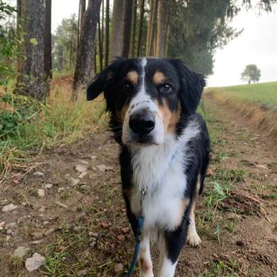 Hundetreffen-Social Walk-Bild