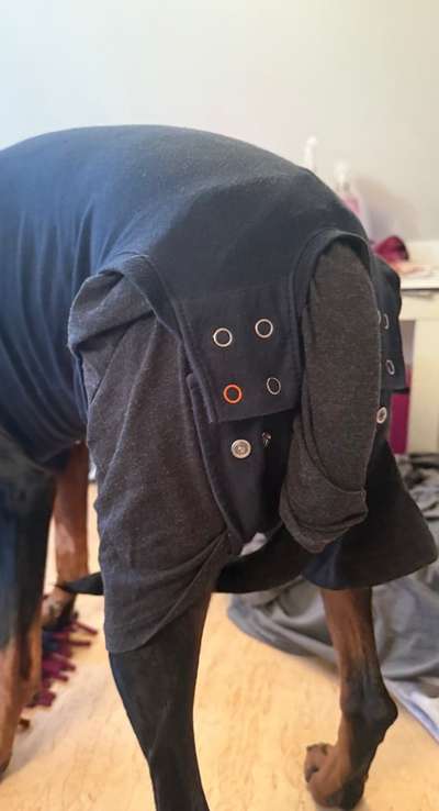 Alternative zum Halskragen nach OP. Body…-Beitrag-Bild