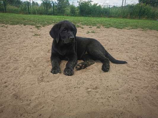 Hundetreffen-Welpen zum Spielen gesucht!-Bild