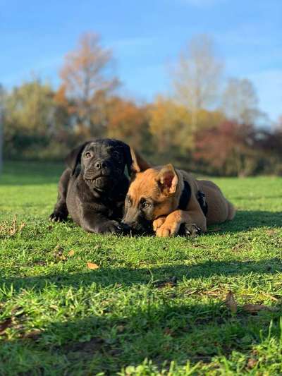Bester Freund, Hundekumpel - zeigt her!-Beitrag-Bild