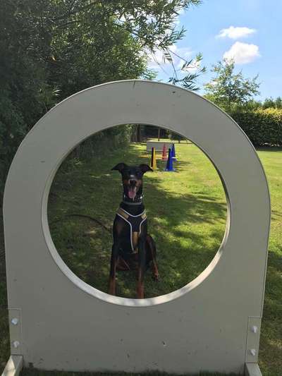 Dein Hund im Dogorama-Kalender 2021-Beitrag-Bild