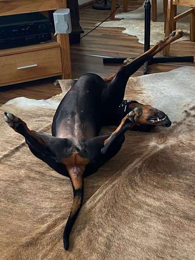 Dein Hund im Dogorama-Kalender 2021-Beitrag-Bild