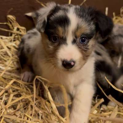 Hundetreffen-Welpenspieltreff-Bild