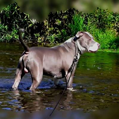 Hundetreffen-Hundefreunde HALBERSTADT-Bild