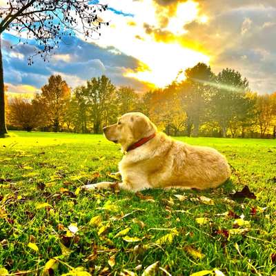 Hundetreffen-Gemeinsame Spaziergänge und Übungen rund um die schönen Wälder am Obernberg, dem Landschaftsgaren, oder-Bild