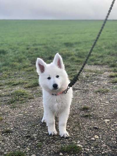 Hundetreffen-Welpentreff-Bild