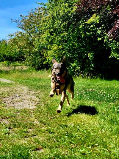 Tongue Out Tuesday-Beitrag-Bild