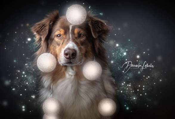 Dogorama Photo Challenge - Portrait-Beitrag-Bild