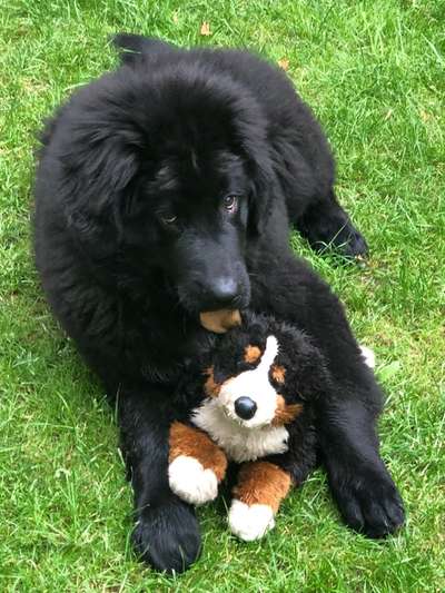 Dogorama Photo Challenge - Be my valentine-Beitrag-Bild