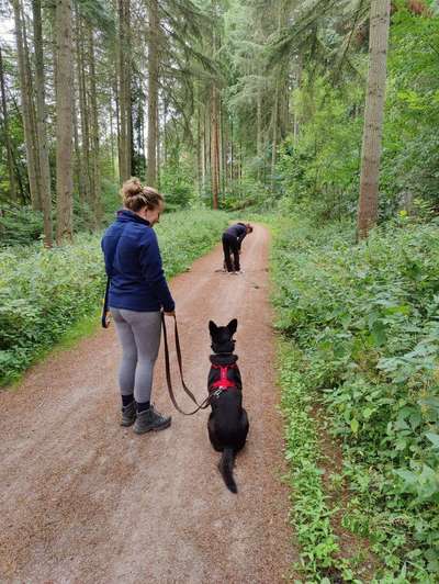 Hundetreffen-Training von Hundebegegnungen-Bild