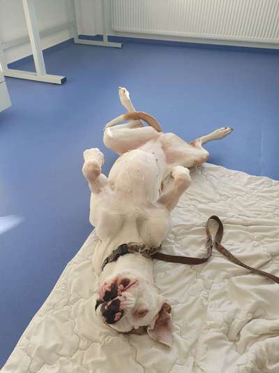 🐶 Sind Bürohunde jetzt VERBOTEN?! 😱-Beitrag-Bild