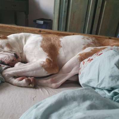 Hundetreffen-Suche aktiven Hund für Spielen und Spaziergang-Bild