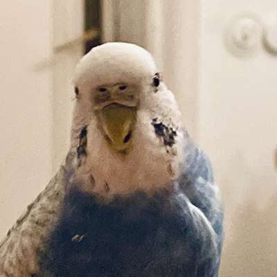 Hundetreffen-Welpentreffen in Wannsee