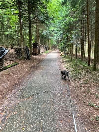 Hundeauslaufgebiet-Langenhard Freizeithof / Rundweg-Bild