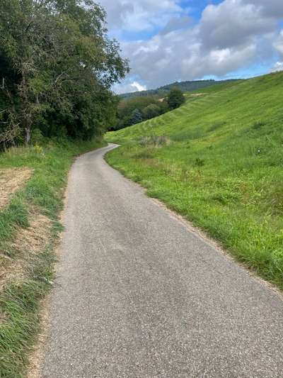 Hundeauslaufgebiet-Galgenberg Lahr / Sulz-Bild