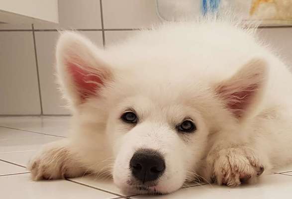 Rassen und ihre Eigenschaften-Beitrag-Bild