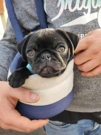 Dogorama Photo Challenge - Hundeblick zum hinschmelzen-Beitrag-Bild