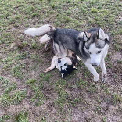 Hundetreffen-Huskytreff-Bild