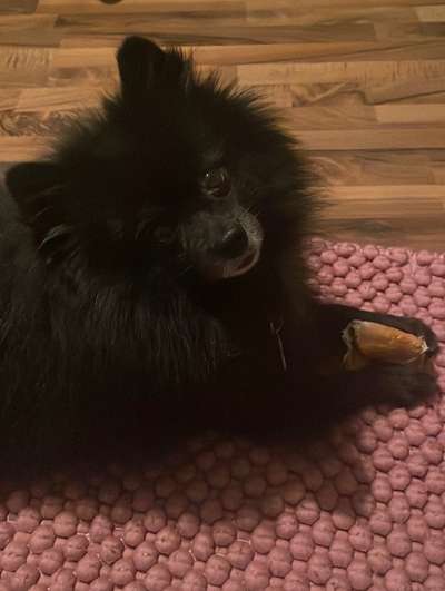 Fotochallenge Nr. 59 - Mein Hund zeigt die Zunge-Beitrag-Bild