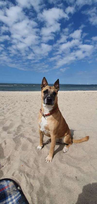 Dein Hund im Dogorama-Kalender 2021-Beitrag-Bild