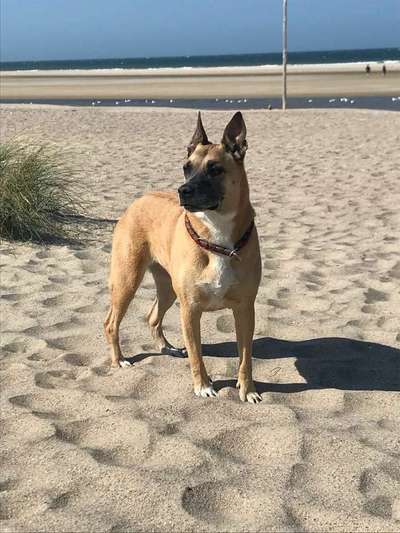 Dein Hund im Dogorama-Kalender 2021-Beitrag-Bild