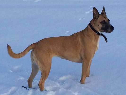 Dein Hund im Dogorama-Kalender 2021-Beitrag-Bild